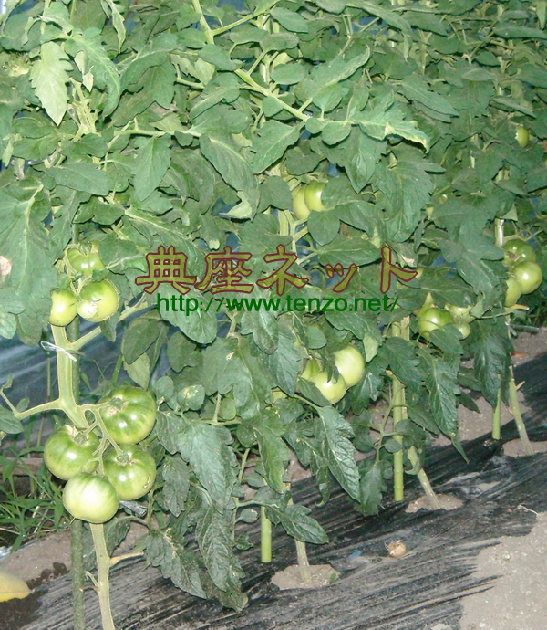 トマトのハウス栽培